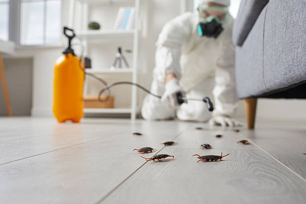 Post-Treatment Bed Bug Interceptor Monitoring in Seven Hills